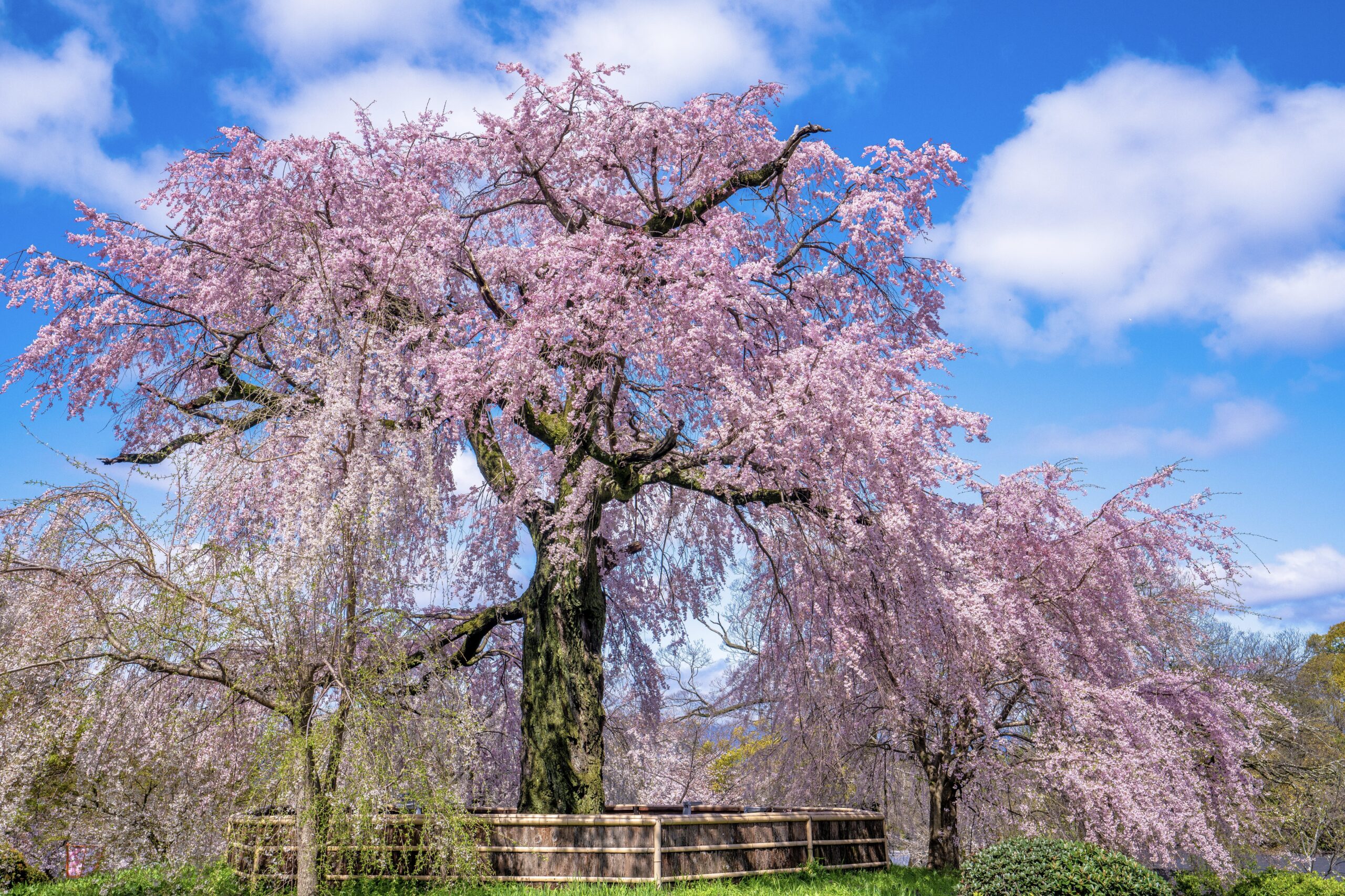 円山公園の桜