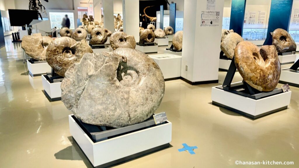 三笠市立博物館のアンモナイト展示