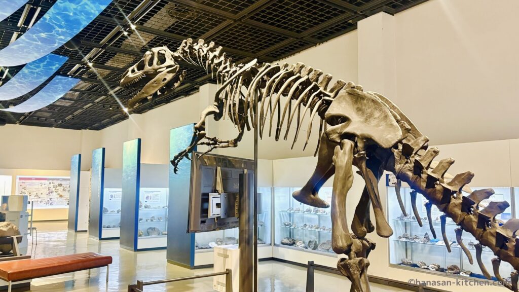 三笠市立博物館の骨格標本